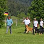 Hovawart Obedience WM 