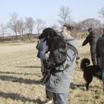 Aruna v. d. Megalithsichel (Jule) mit Nico