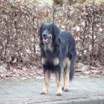 Tolja
