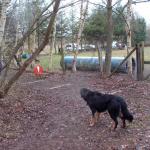 Bonny beim Schlitten