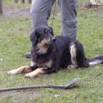 Amona (Tolja)