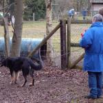 Tolja beim Schlitten