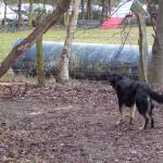 Tolja beim Schlitten