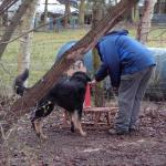 Tolja beim Schlitten
