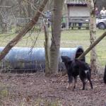 Jule beim Schlitten