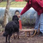 Alice beim Schlitten