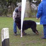 Anquin Erscheinungsbild