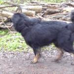 Anquin beobachtet den Pilzsammler