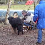Anquin am Schlitten