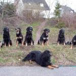 A- Wurf und B-Wurf Geschwister v. d. Megalithsichel