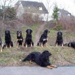 A- Wurf und B-Wurf Geschwister v. d. Megalithsichel