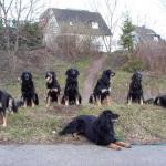 v. li. nach re.: Tolja (Amona), Alice, Banja,
Jule (Aruna), Bonny, Esra, Amrei, Anquin (vorne)