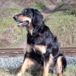 Tolja