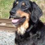 Tolja