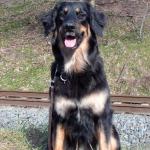 Tolja