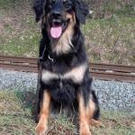 Tolja