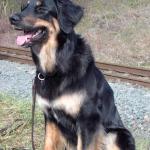 Tolja