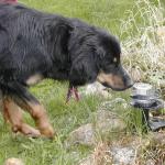 Brodo (Howard), wie immer ganz neugierig...