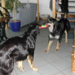 Bonny und Banja