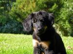 Charis