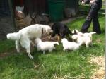 Charis mit den Seuten Schnuggel Retrievern (6 Wochen alt) 