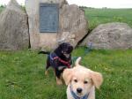 Charis und Channa an der Megalithsichel mit 9 Wochen