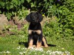 Charis