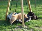 Channa und Caya Tag 33