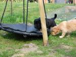 Cord und Cajus Tag 28