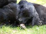 Charis und Caya Tag 37