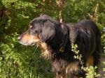 Bonny von der Megalithsichel, 13