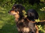 Bonny von der Megelithsichel, 13