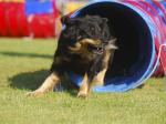 Tolja am Tunnel beim Agility