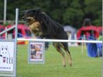 Tolja beim Agility
