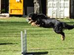 Obedience Metallapport