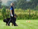 Obedience Freifolge