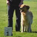 Arnie aus dem Oldesloer Land V1 Zwischenklasse Rüden