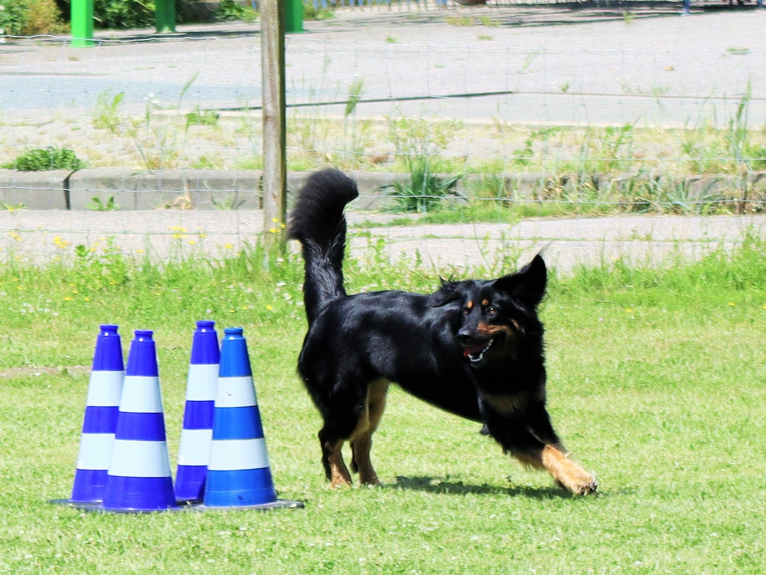Obedience Prüfung