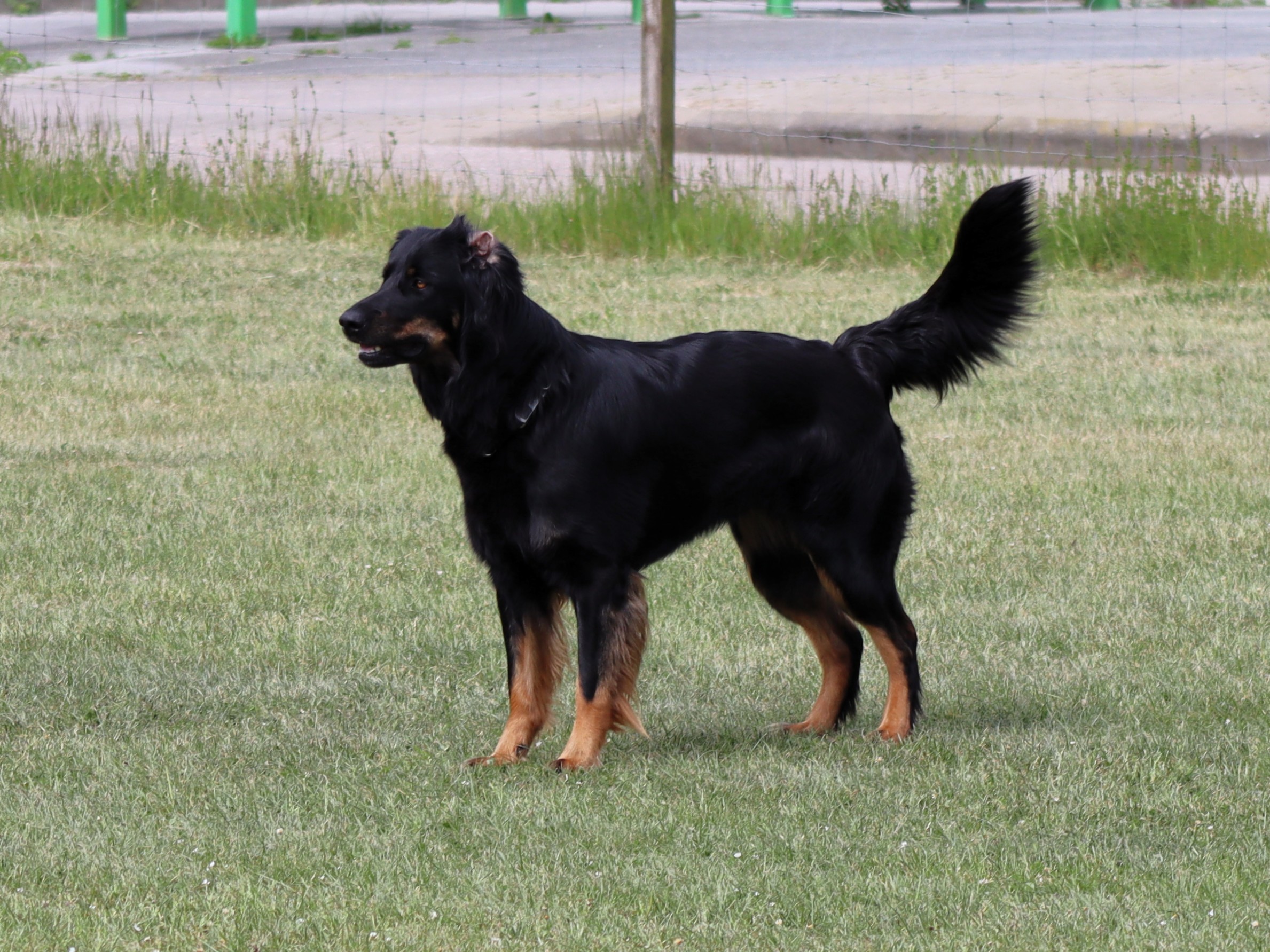 Obedience Prüfung September 25