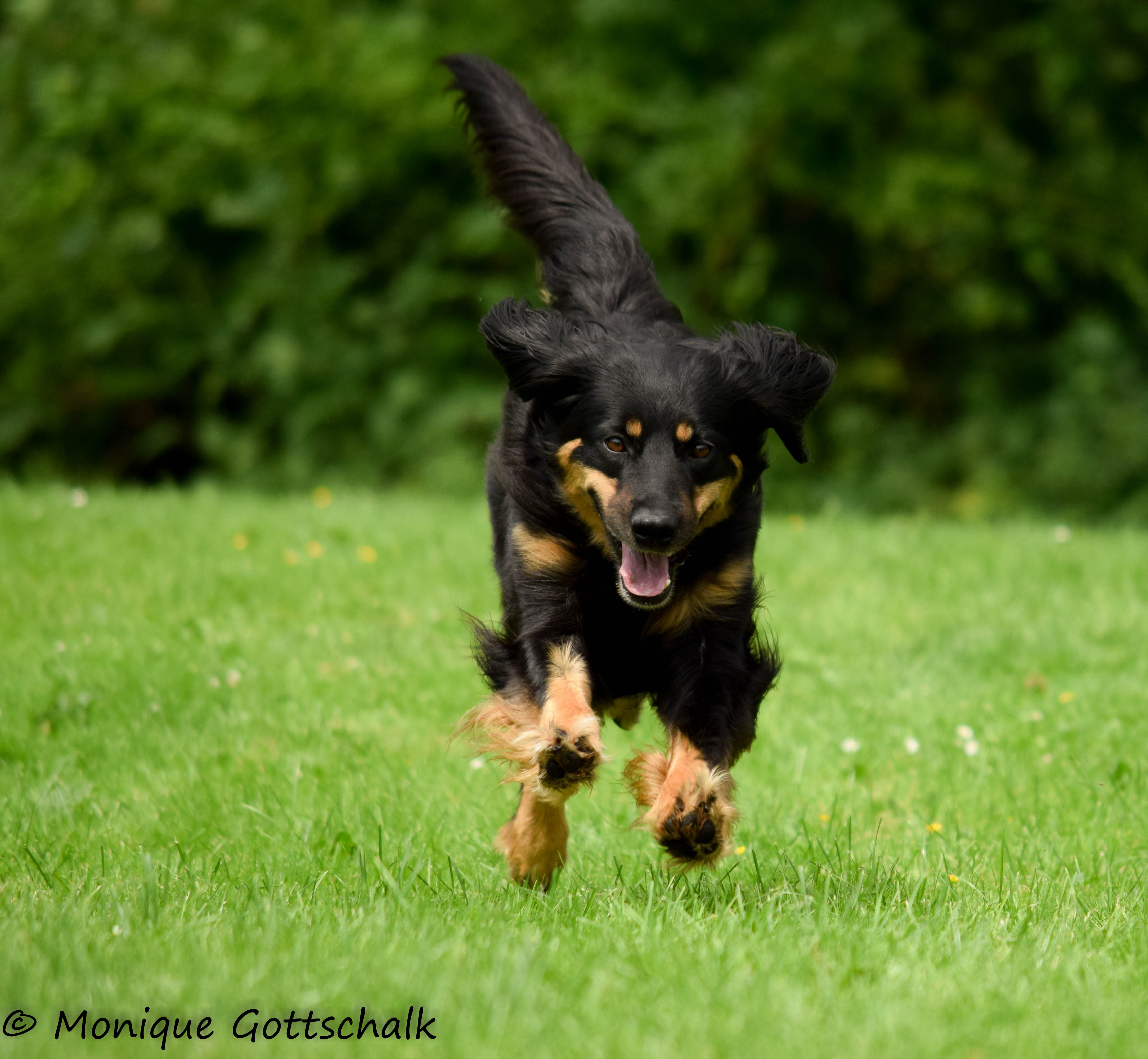 2.Geburtstag C-Wurf