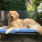 Chuna erwartet Welpen 